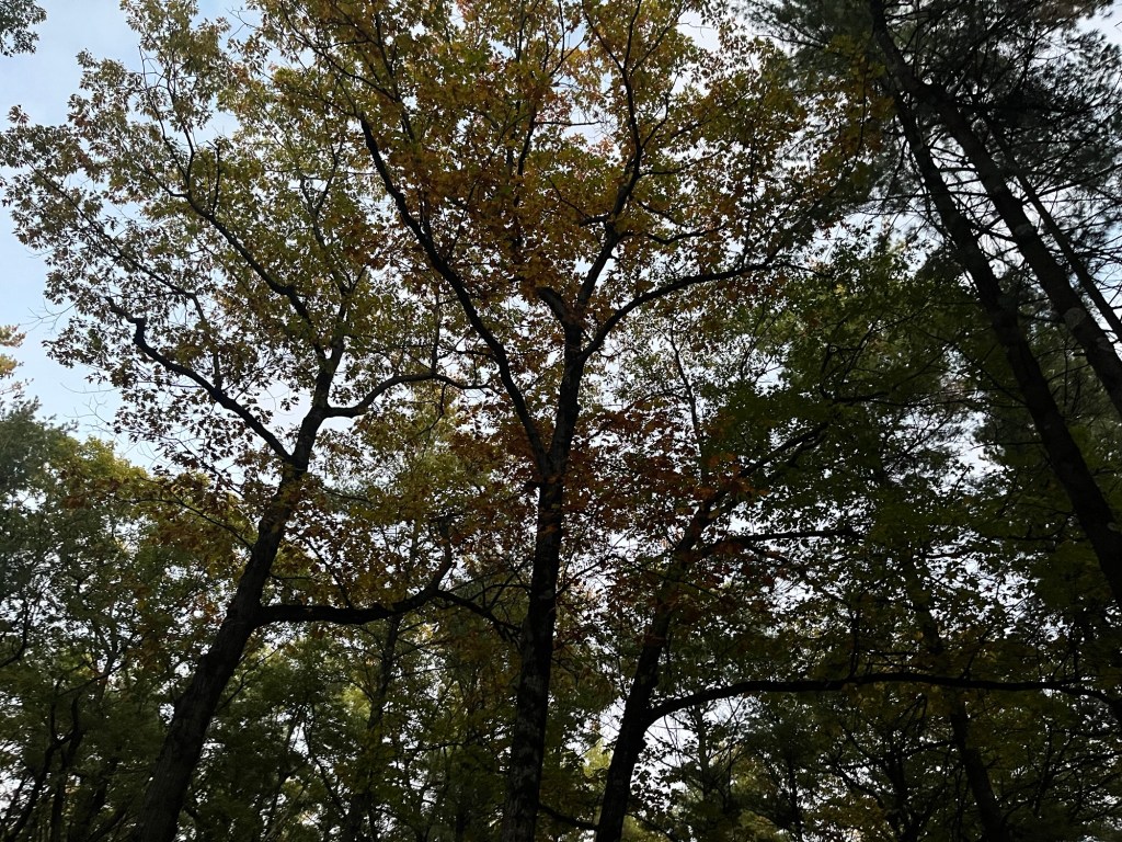 A Psalm of Autumn’s&nbsp;Praise